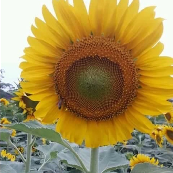 Meet your Posher, Yesenia - Picture 1 of 1